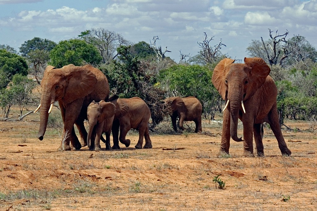 Kenia (293).jpg